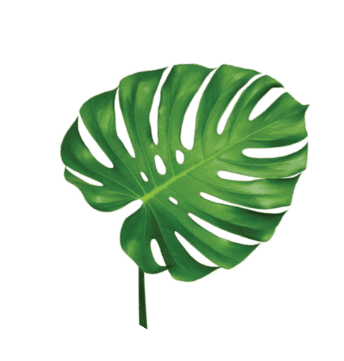 demo-attachment-97-leaf